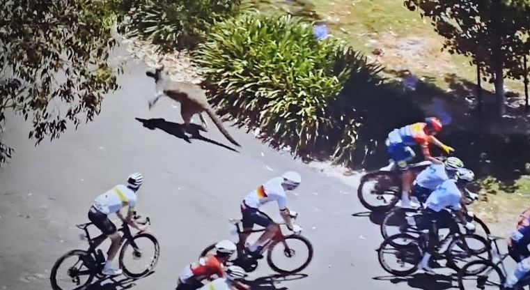 Stirling (Australia) – 26° Santos Tour : Matthew Brennan (Visma) vince la tappa e Vine (UAE) cade investito da un canguro ma si rialza e vince la corsa del Paese  dei…”Canguri”